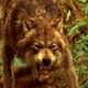 LOBO