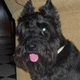 mi peluxon