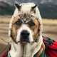 Animales
