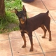 My dog.