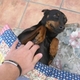 Mi perro y yo rascandolo...