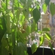 huerta hurbana