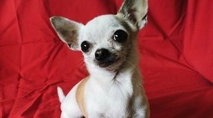 'OT 2020': Los mejores memes de Pepa, la chihuahua de Roberto Leal que arrasó en redes