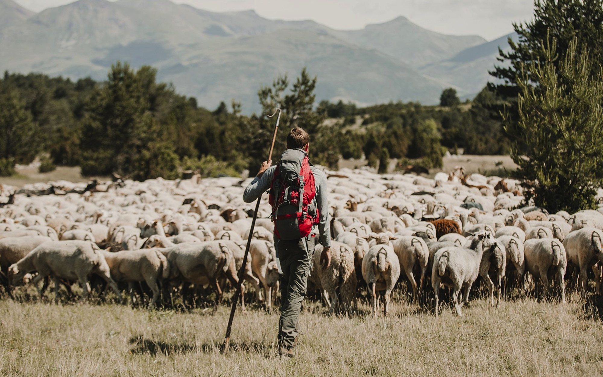Zacarías Fievet ('Entre ovejas'): "Juntar famosos y el pastoreo, dos mundos tan distintos, es una gran idea"