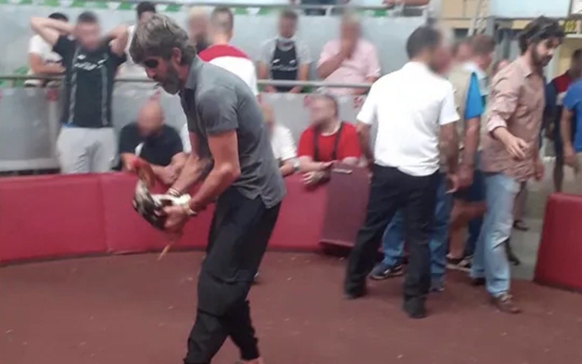 'Sálvame' destapa a tres toreros implicados en supuestas peleas de gallos ilegales durante el confinamiento