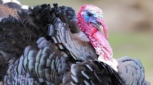 Triple empate entre ABC, CBS y Fox en la víspera de Acción de Gracias