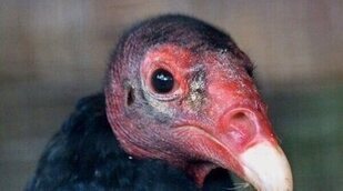 'Survivor' se corona como la oferta líder en el día de Acción de Gracias