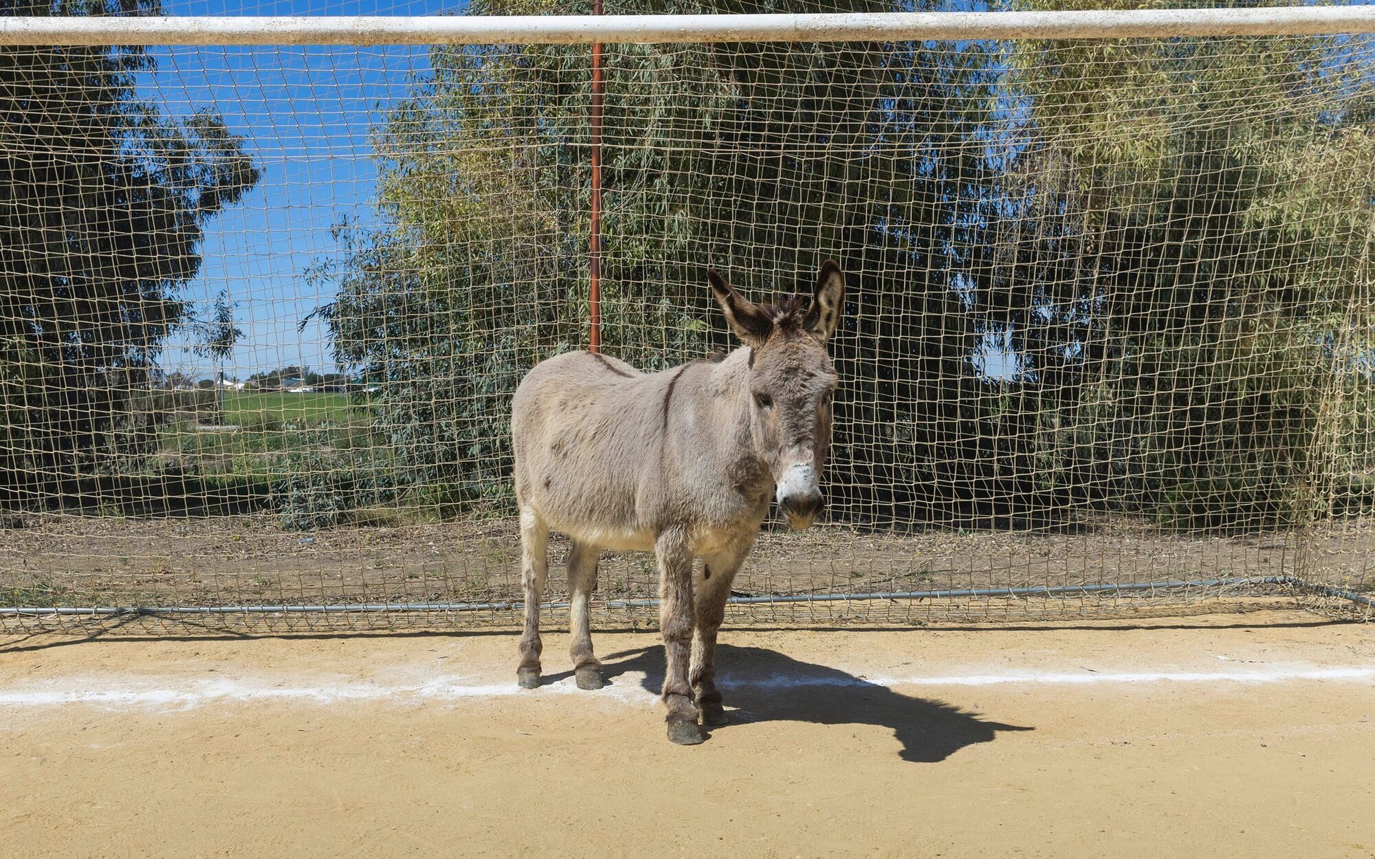 Mediaset apuesta por el equipo perdedor en 'Maribáñez': "Estamos hartos de cartón piedra en televisión"
