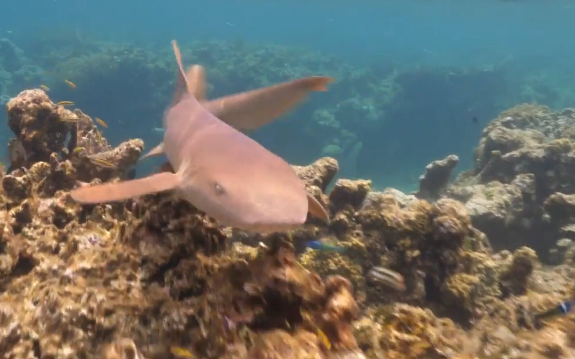 Un tiburón siembra el pánico en 'Supervivientes 2023': "¡Me ha rozado la pierna!"