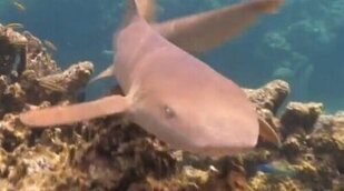 Un tiburón siembra el pánico en 'Supervivientes 2023': "¡Me ha rozado la pierna!"