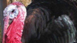 'Glee' y las sitcoms de ABC se resienten con la víspera de Acción de Gracias