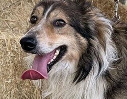 'Dog House' lidera con un 12,7% y 'Código 10' en Cuatro supera de nuevo a 'El camino de la verdad' en Telecinco