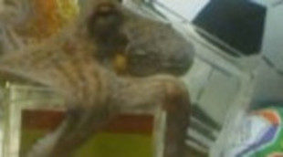 El Pulpo Paul dobla la audiencia matinal de Cuatro