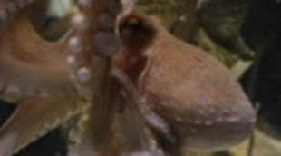 El Pulpo Paul se retira