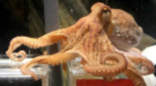 El Zoo de Madrid pide el traslado del pulpo Paul