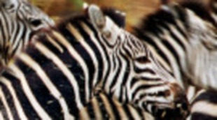 National Geographic presenta 'Grandes migraciones', la producción más ambiciosa de su historia