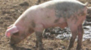 El grupo político Los Verdes muestra su preocupación por 'Acorralados'