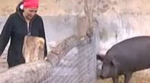 ANADEL denuncia a Telecinco por matar a un cerdo en 'Acorralados'