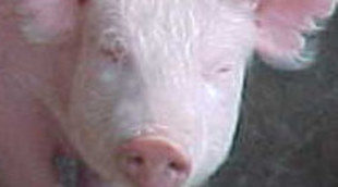 Un grupo de jóvenes pasaba comida a los 'Acorralados' a escondidas de Telecinco