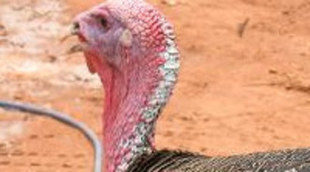 ABC consigue su mejor víspera de Acción de Gracias en seis años