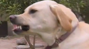 Un perro ataca y muerde a César Millán durante la grabación de 'El encantador de perros'