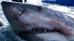 Historia estrena este domingo la serie documental 'Entre tiburones'