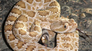 Discovery Max estrena este sábado 'República reptil', centrado en las serpientes de Texas