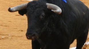 El PP apoya en el Parlamento que TVE siga emitiendo corridas de toros