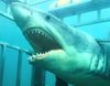 Cuatro películas de tiburones en "Sharkturday", el nuevo evento cinematográfico de Cuatro
