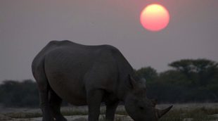 La 2 estrena este lunes la serie documental 'África'