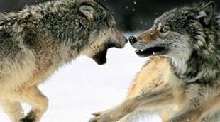 "Vuelve Colmillo Blanco" anota un magnífico 3,9% en laSexta 3