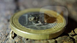 Frank Cuesta descubre la rana más pequeña del mundo