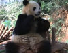 Un zoo de China instala una televisión a uno de sus pandas para acabar con su depresión