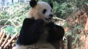 Un zoo de China instala una televisión a uno de sus pandas para acabar con su depresión