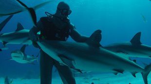 Discovery Channel dedica septiembre a los tiburones con el ciclo 'Sharktember'