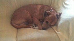 #SalvemosaExcalibur, los rostros televisivos reaccionan: "El perro tiene más sentimientos que Mato"