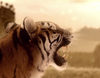 Piden a Edurne que retire las escenas del videoclip de "Amanecer" donde aparece la tigresa