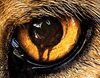 Mediaset se hace con los derechos de la polémica 'Zoo', nueva serie de ciencia ficción de CBS