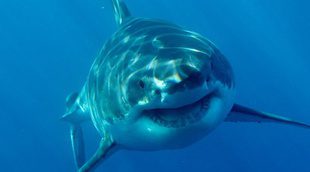 Discovery Channel programa por segundo año "Sharktember", más de 250 horas de programación dedicadas a los tiburones