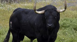 No al Toro de la Vega: ninguna tradición por encima de la razón