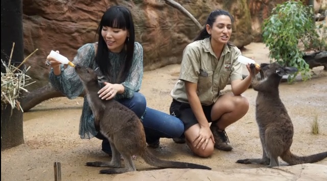 ?Adorad a Dami Im! ?Canguros!