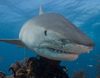 Discovery Channel presenta Sharktember: todo el mes de septiembre enseñando los dientes con los tiburones