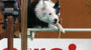 El 'Torneo Agility Dog' vuelve a Cuatro por Navidad