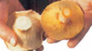 'Polònia' y 'Caçadors de bolets', únicos espacios de la FORTA capaces de plantar cara a la final de 'Gran Hermano'