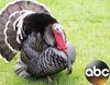 El especial de Acción de Gracias de ABC se convierte en lo más visto de la noche