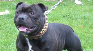 Un hombre muere al ser atacado por su perro mientras era entrevistado en BBC