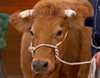 'MasterChef 6': Malestar entre los ganaderos por llevar una vaca al plató y confundirse de raza
