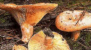 La quinta temporada de 'Caçadors de bolets' se estrena con un 22,3%