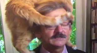 Un gato se convierte en el protagonista inesperado en una entrevista en directo en la televisión holandesa