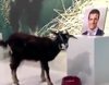 La cabra vidente de 'Madrid Directo' acierta su resultado: Pablo Casado, nuevo presidente del PP